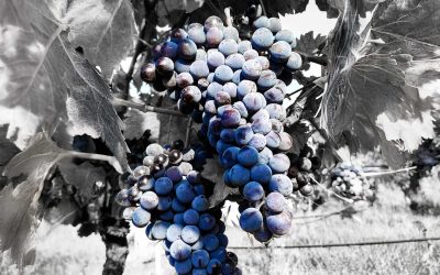 La Barbera Sarda: Storia di un’identità ritrovata